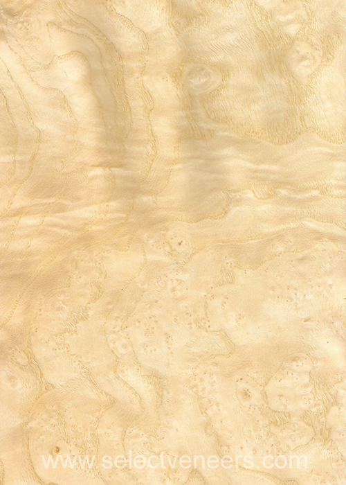 Veneer Image