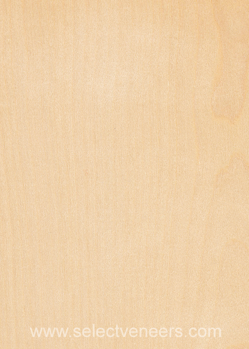 Veneer Image