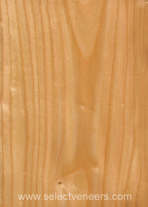 Veneer Image