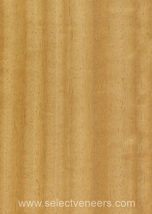 Veneer Image