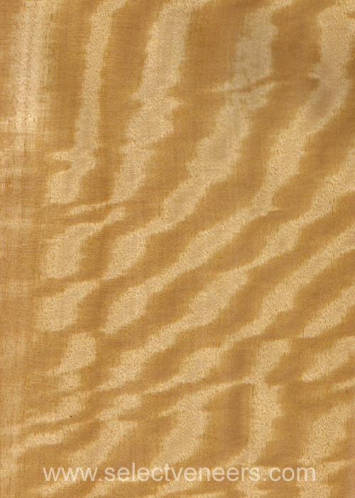 Veneer Image