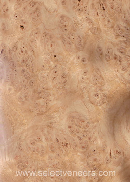 Veneer Image