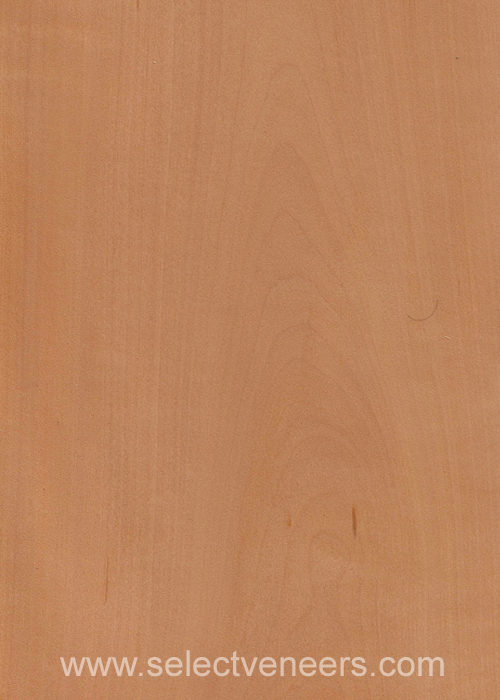 Veneer Image