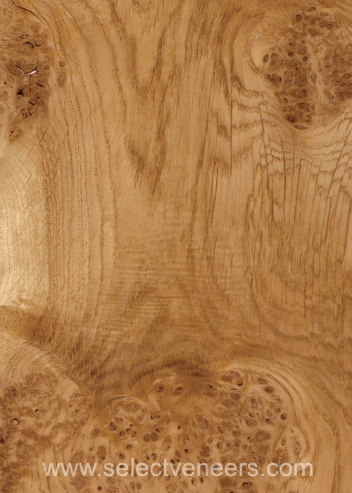 Veneer Image