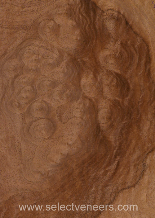 Veneer Image