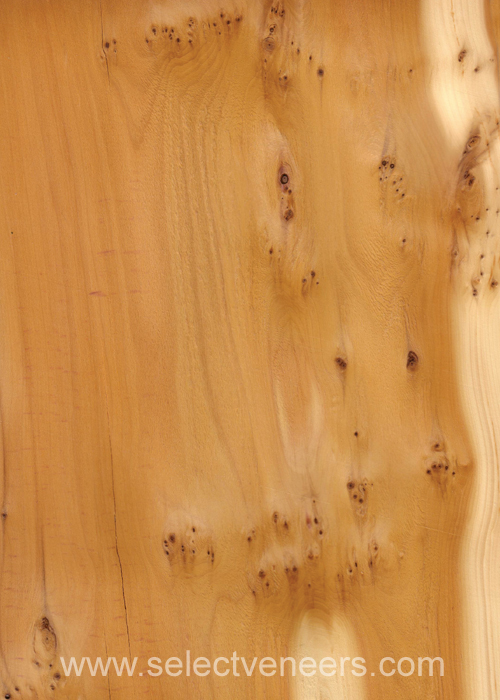 Veneer Image